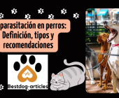 Desparasitación en perros: Definición, tipos y recomendaciones