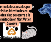 4 enfermedades causadas por parásitos intestinales en mascotas