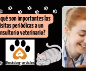 ¿Por qué son importantes las visitas periódicas a un consultorio veterinario?