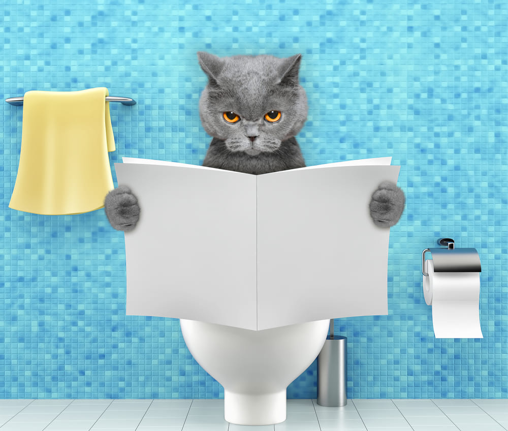 Las principales causas de diarrea en gatos.