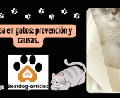 Diarrea en gatos: prevención y causas.