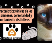 Las características únicas de los gatos siameses: personalidad y comportamiento distintivos.