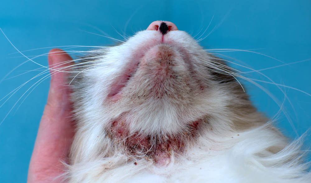Principales causas de enfermedades de la piel en gatos